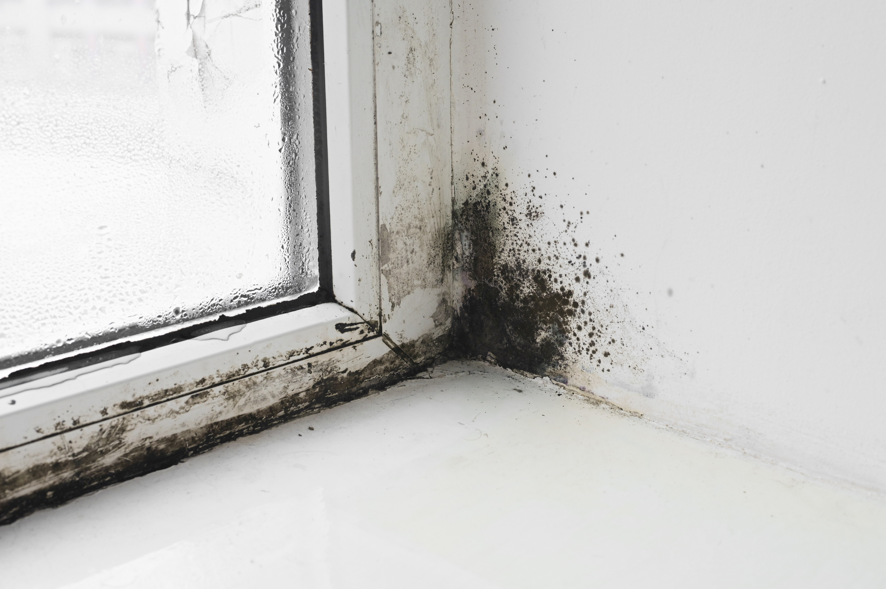 Dehumidifiers for Damp and Mould: Keep Your Home Dry This Winter